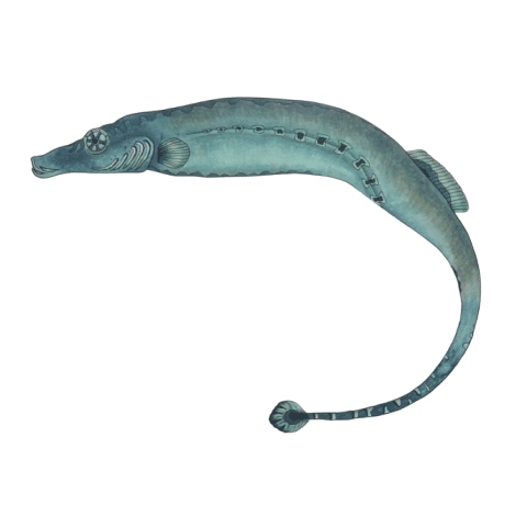 Spinach Pipefish (wb)