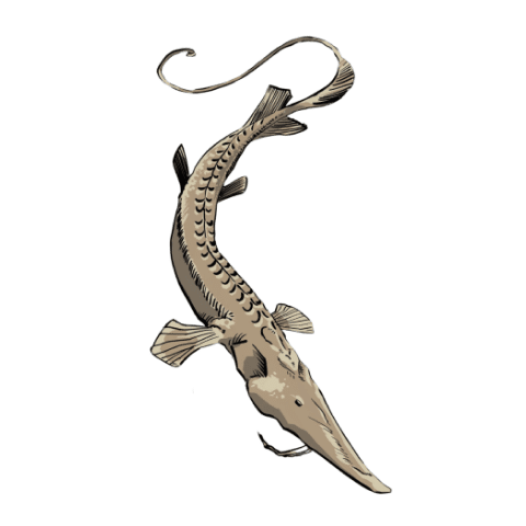 Syr Darya Shovelnose Sturgeon (wb)