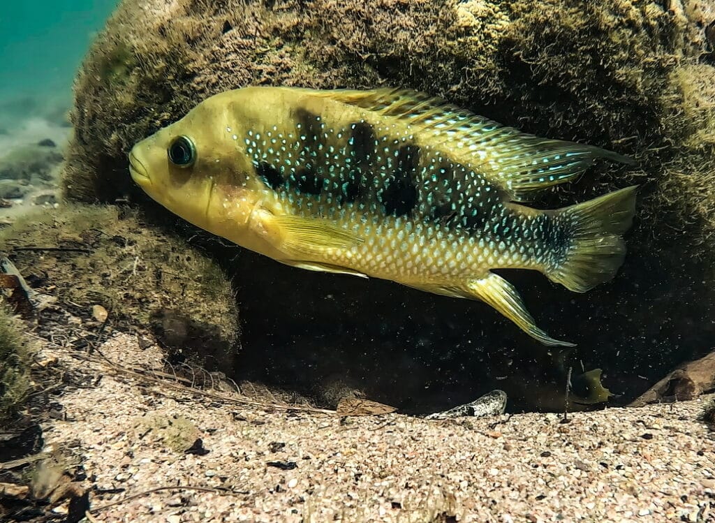 Amphilophus istlanus © Topiltzin Contreras-MacBeath