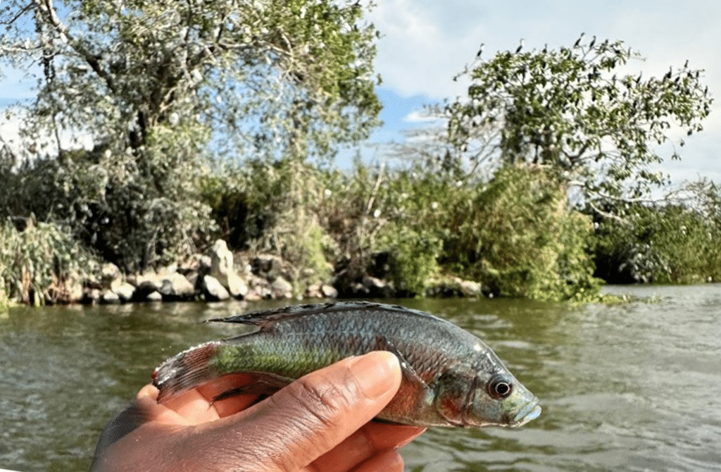 Lipochromis microdon