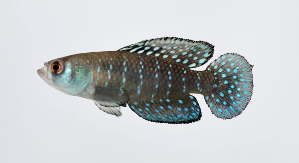 aquarel © Samanta Vanesa Faiad