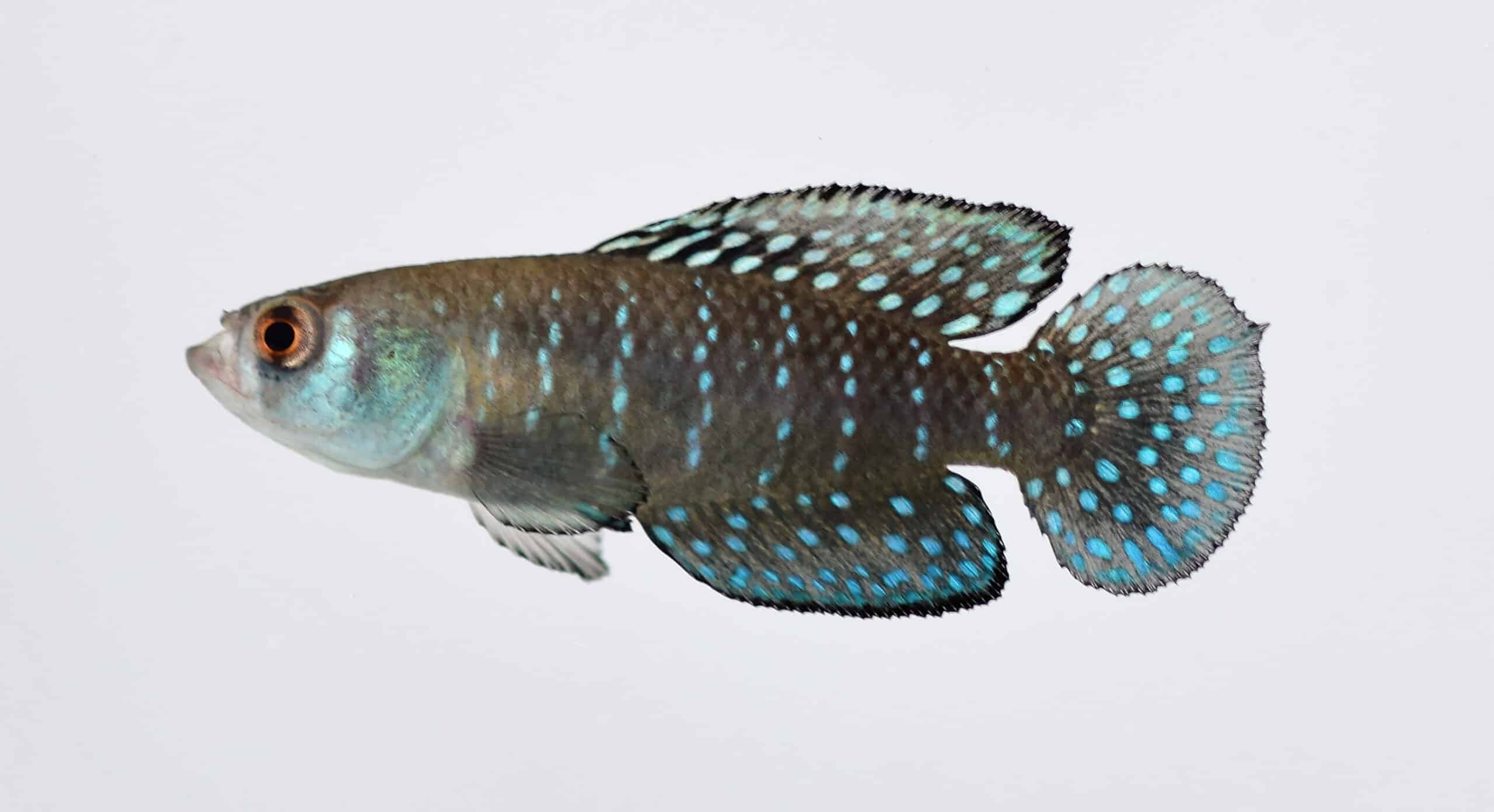 aquarel © Samanta Vanesa Faiad