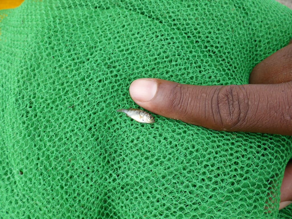 Juvenile Chambo caught in mosquito net © Ripple Africa