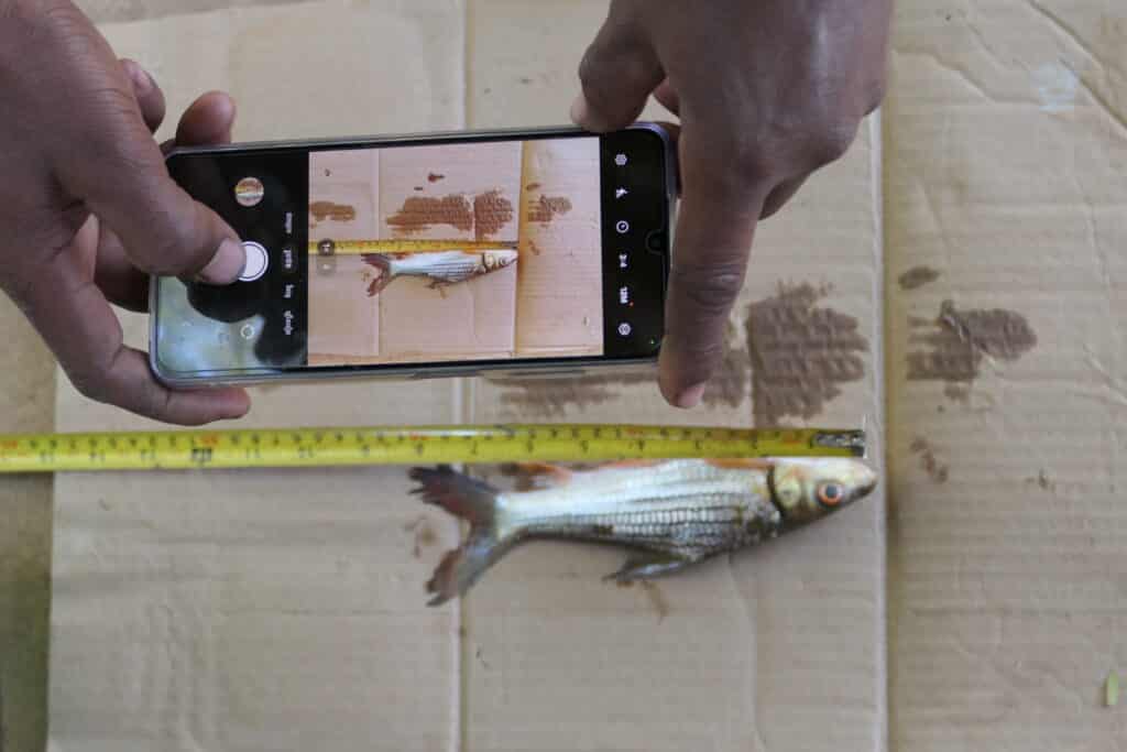Seun Rin, fishermen, takes a picture of the Critically Endangered Jullien’s Golden Carp to be recorded on “App Threatened Fish” © IUCN Asia