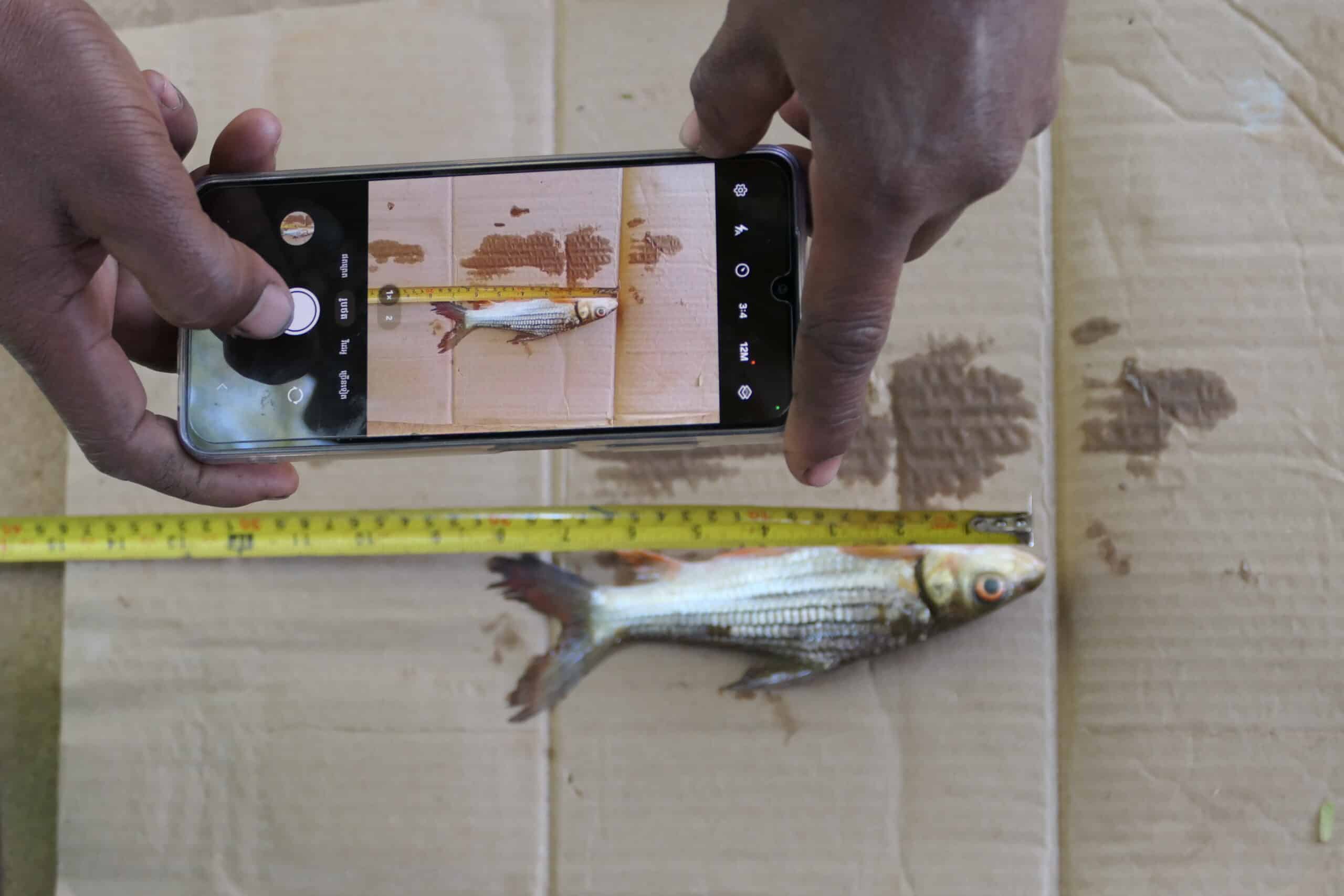 Seun Rin, fishermen, takes a picture of the Critically Endangered Jullien’s Golden Carp to be recorded on “App Threatened Fish” © IUCN Asia