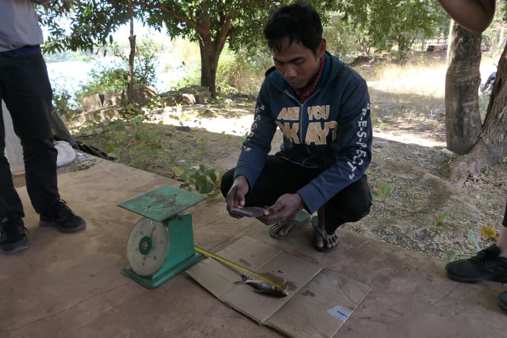 Seun Rin, fishermen, takes a picture of the Critically Endangered Jullien’s Golden Carp to be recorded on “App Threatened Fish” © IUCN Asia