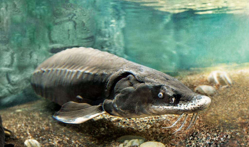Sturgeon in Shedd Aquarium © Shedd Aquarium