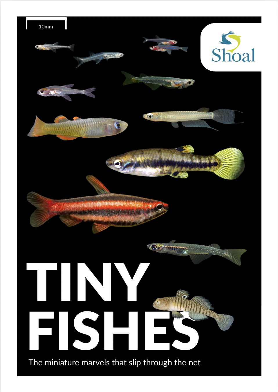 Tiny Fishes: the miniature marvels that slip through the net