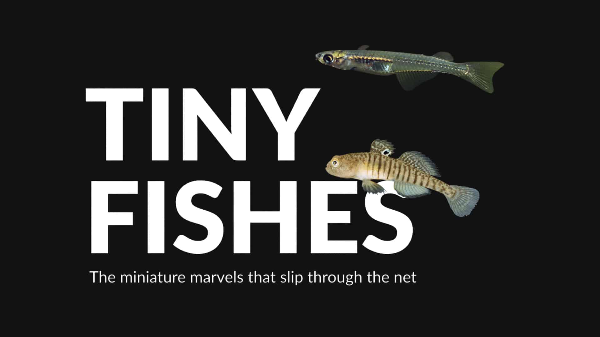 TF-webpage-feature copy