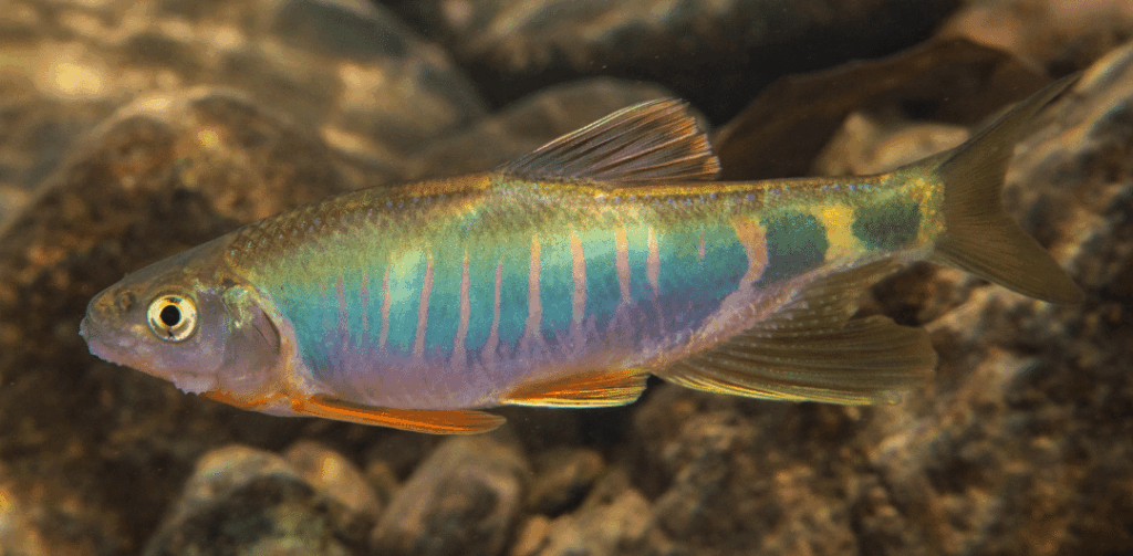 A photograph of Opsariichthys iridescens, a blue, gold and pink small fish species included in SHOAL's New Species report.