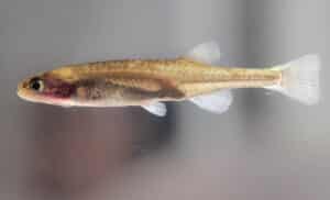 Heuningnes Galaxias © Nuwejaars River Nature Reserve