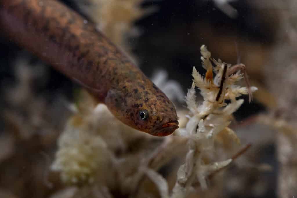 Black Mudfish © Auckland Council