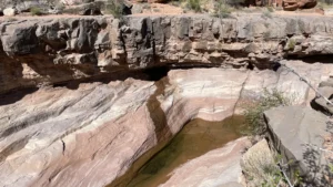 A small seep in Dark Canyon, UT © Springs Stewardship Institute