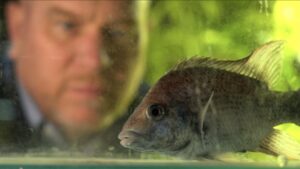 Brian and one of the two last remaining known Joba Mena © Brian Zimmerman