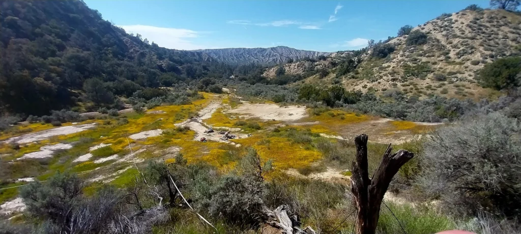 Spring wildflowers at Mud Spring on Los Padres National Forest © Springs Stewardship Institute