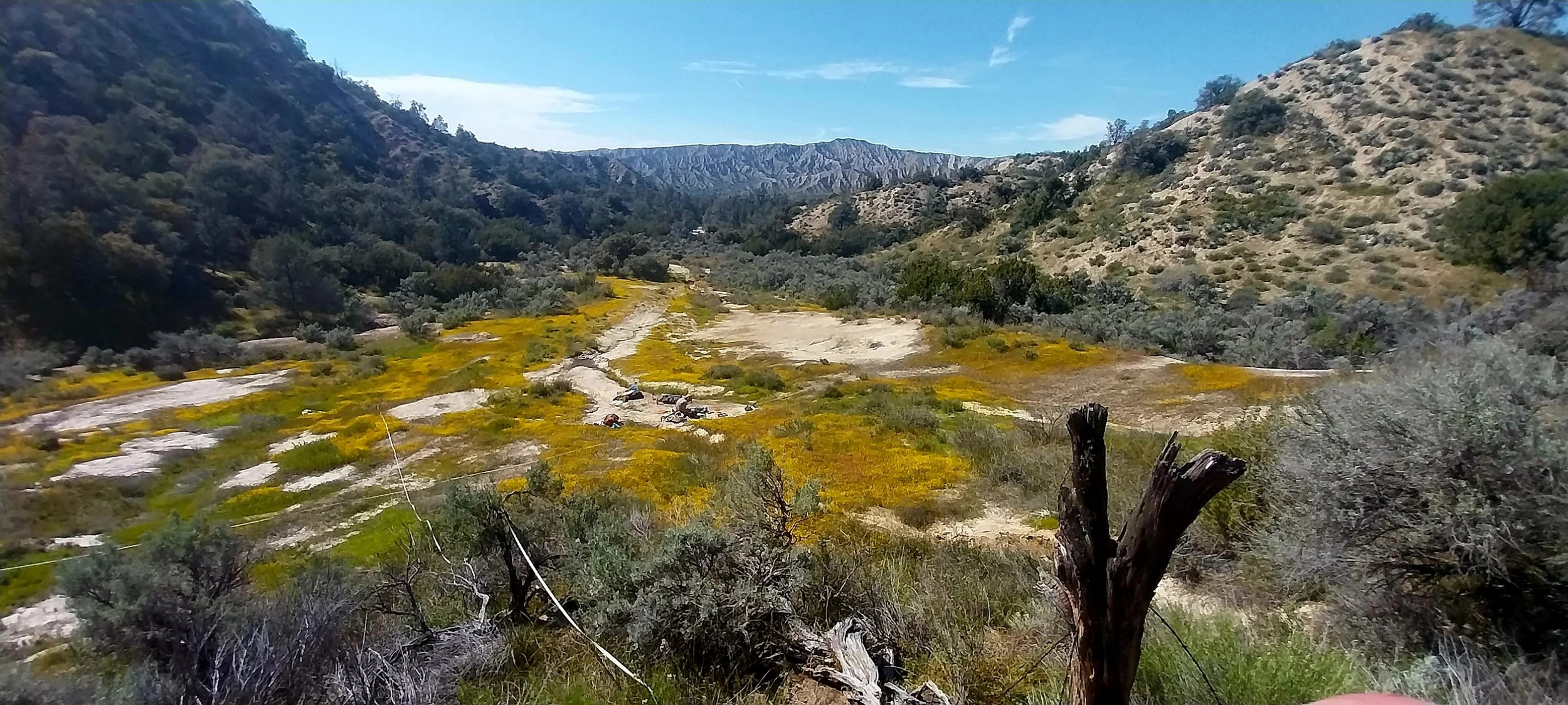 Spring wildflowers at Mud Spring on Los Padres National Forest © Springs Stewardship Institute