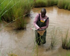 David Alila sampling for killifish © David Alila