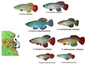 Mbezi killifish species © David Alila