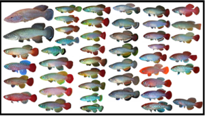 Tanzanian killifish species © David Alila