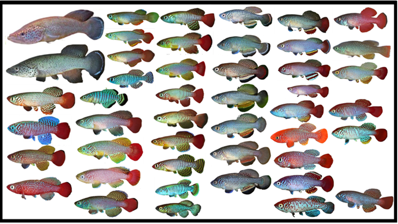 Tanzanian killifish species © David Alila