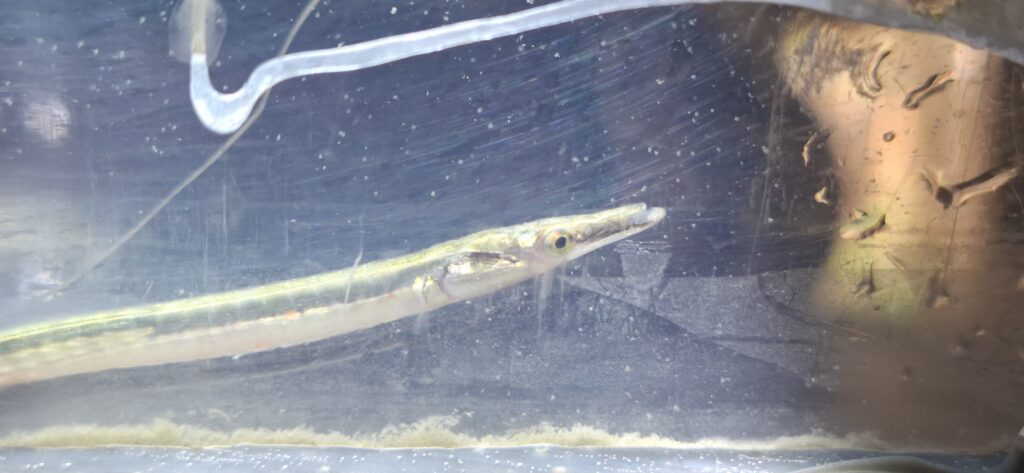 Spinach Pipefish iii © New Guinea Binatang Research Center