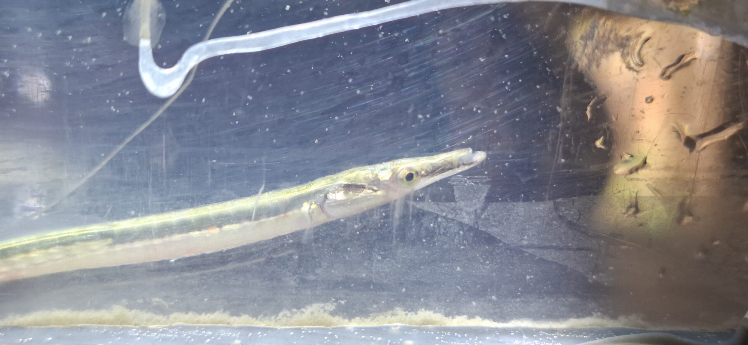 Spinach Pipefish iii © New Guinea Binatang Research Center