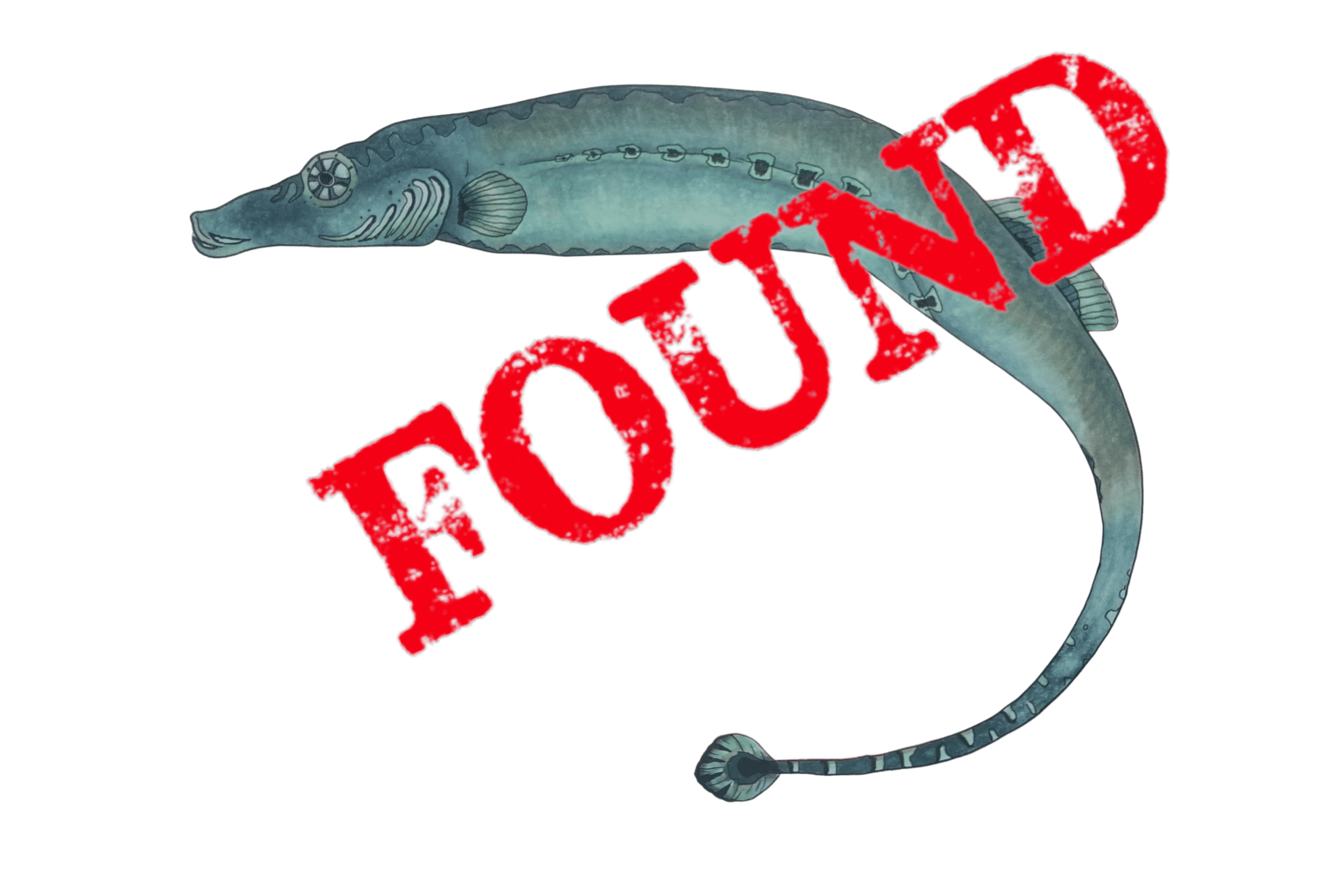 spinach pipefish found